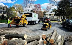 Best Tree Risk Assessment  in Olean, NY