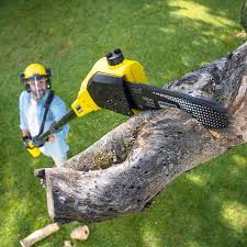 Best Sod Installation  in Olean, NY