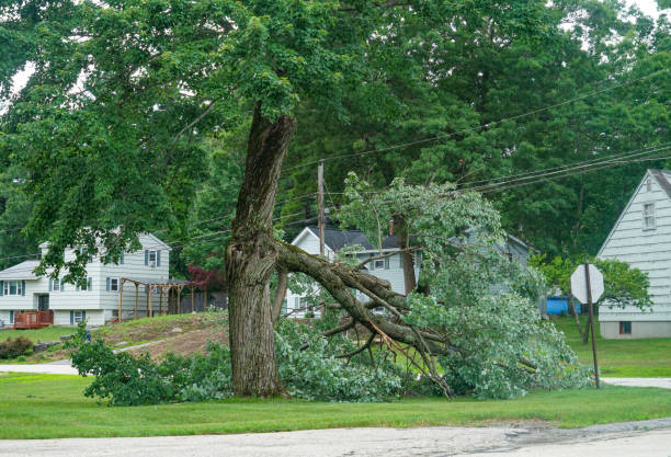 Best Tree Cabling and Bracing  in Olean, NY