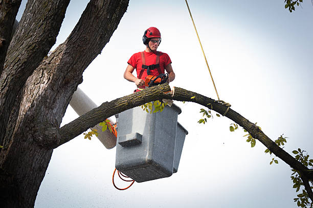 Best Tree Health Inspection  in Olean, NY