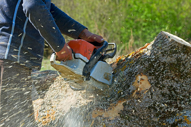 Best Tree Maintenance Programs  in Olean, NY